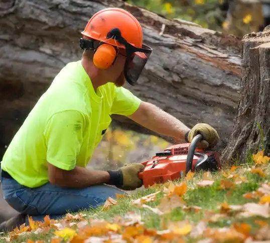 tree services Purvis